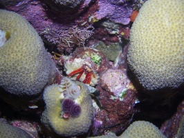 Red Reef Hermit Crab IMG 7603